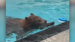 240509105824 bear pool party 3 hp video Family of bears goes viral for frequent takeovers of backyard pool