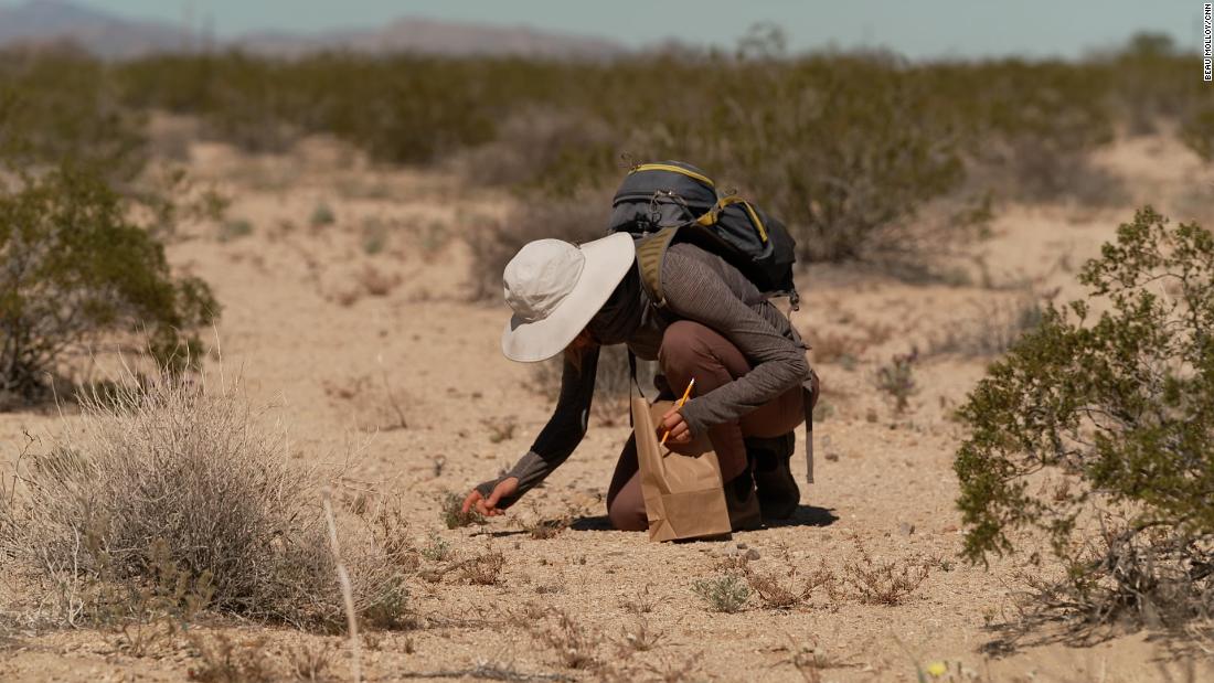 This seed bank in California wants to preserve the Mojave Desert ecosystem